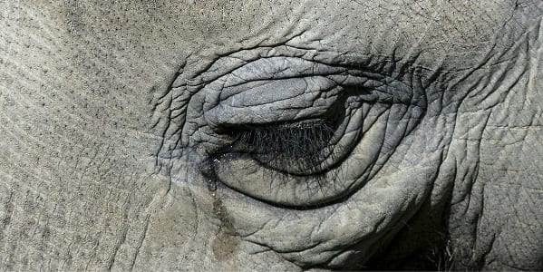 A close up of an Elephant's eye with water rolling down the Elepant's face