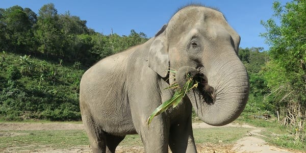 Adult Indian elephant eating leaves with trunk