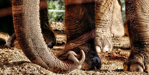 A close up of an Elephant's lower legs and trunk