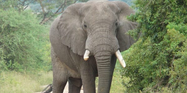 A large male African Elephant staring down the camera partially obscured by greenery