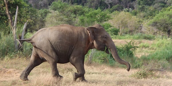 An Indian elephant caught on camera while running across an open plain