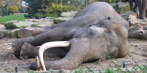 A very large Indian Elephant laying on its side asleep in an enclosure