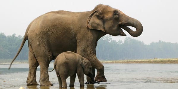 A full grown Indian elephant with a small elephant calf standing in the shallow water