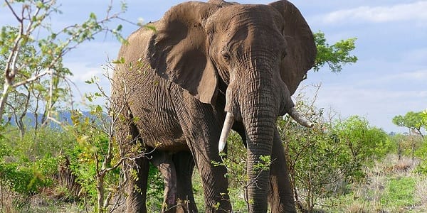 Large male African elephant stood amongst bare greenery on the African savanna