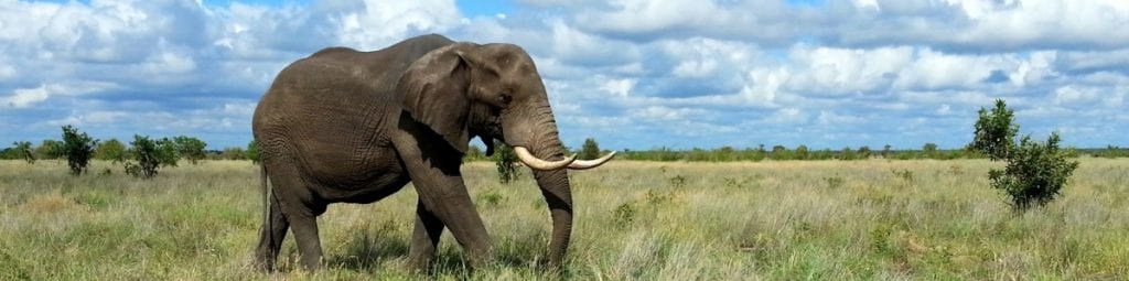 Panoramic shot of a lone African elephant walking in the African savanna