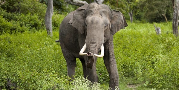 Lone Indian elephant stood amongst the lush greenery of an asian rainforest